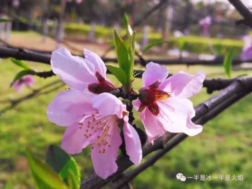 關于角落里的春天詩句