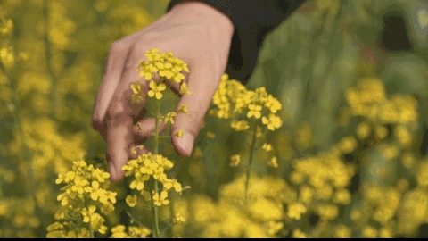 關(guān)于油菜花的千古詩句