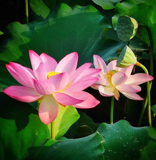 關(guān)于荷花的荷的詩(shī)句有哪些