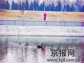 關于群鴨戲水的詩句