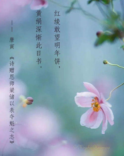 體現(xiàn)老師對學生的愛的詩句,贊美老師對學生的愛的詩句,形容老師愛學生的詩句