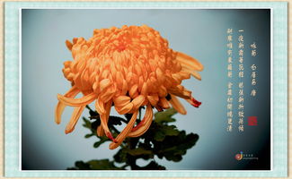 陶淵明關于菊花的詩句古詩,關于菊花酒的詩句古詩,贊美菊花的詩句古詩