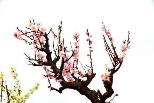 有關(guān)于梅花品格的詩句要翻譯