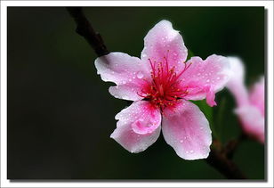茶席桃花古詩(shī)句