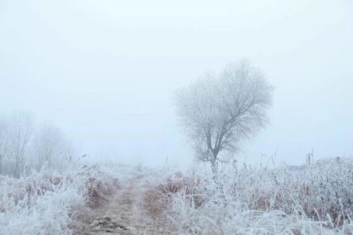 關于雪竹的詩句,關于風和雪的詩句古詩詞,關于梅花和雪的詩句古詩詞
