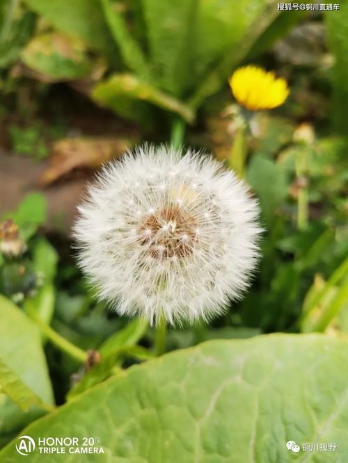 描寫春意盎然的古詩(shī)詩(shī)句