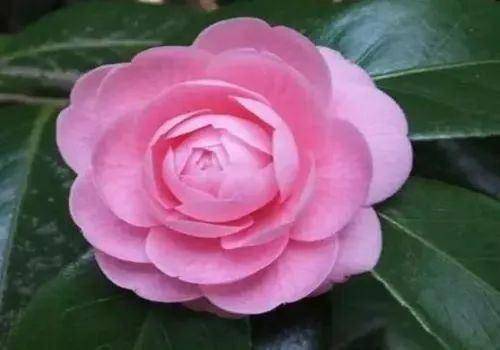關(guān)于山茶花的唯美詩句