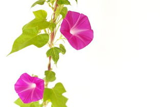 贊美牽牛花的詩句古詩