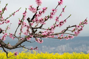 蘇軾關(guān)于桃花的詩(shī)句是什么,描寫桃花的詩(shī)句是什么,與桃花有關(guān)的詩(shī)句是什么