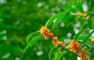 含有桂花的優(yōu)美古詩(shī)句