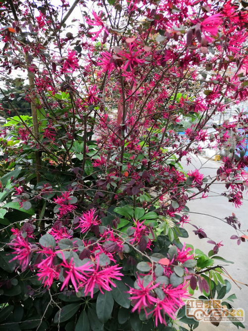 關于百花爭艷的詩句