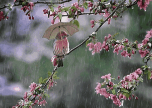 關(guān)于雨的詩句古詩名句,雨的詩句古詩唯美,秋天雨的詩句古詩