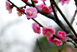 關(guān)于花的詩句和