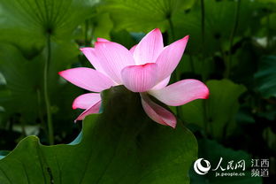 關(guān)于寫(xiě)荷花的詩(shī)句古詩(shī)6