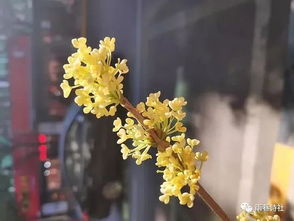 關(guān)于桂花香的詩句古詩