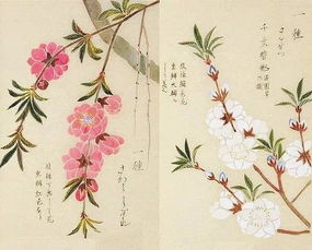 關(guān)于蜂蝶花月的詩句
