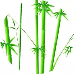 關于春天竹子的詩句
