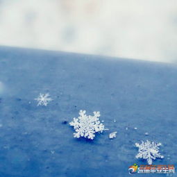 關(guān)于雪花優(yōu)美詩句