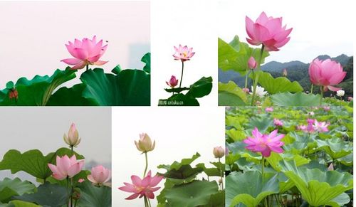 形容君子關(guān)于荷花的詩(shī)句