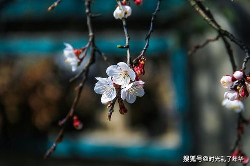 關(guān)于花的種類的詩(shī)句