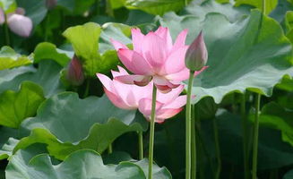 關(guān)于滿湖荷葉荷花的詩(shī)句