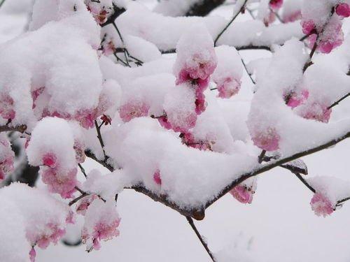 關(guān)于梅的傲雪詩句