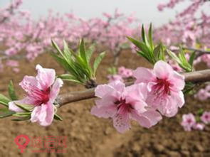 關(guān)于桃樹(shù)桃花的古詩(shī)句,題桃樹(shù)袁枚古詩(shī),題桃樹(shù)古詩(shī)畫(huà)面