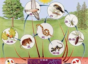 關(guān)于食物鏈的詩句