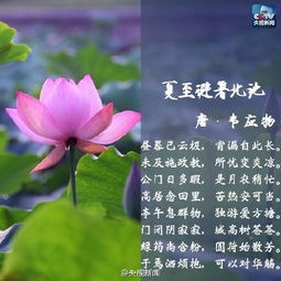 關(guān)于夏的詩(shī)句帶有夏字