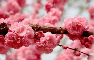 關(guān)于櫻花現(xiàn)代的詩句