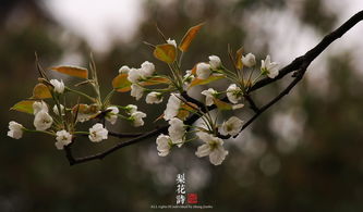 梨花的詩(shī)句古詩(shī),梨花的詩(shī)句古詩(shī)大全,描寫(xiě)梨花的詩(shī)句古詩(shī)