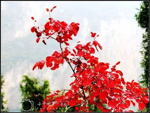 關(guān)于紅葉的詩(shī)句古詩(shī)詞