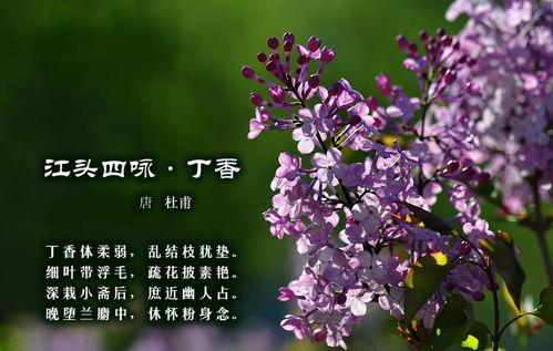 關(guān)于詠丁香的詩句