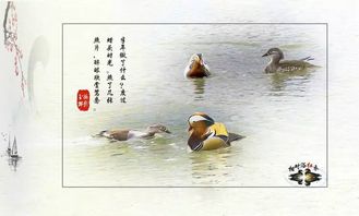 關于鴛鴦的詩句古詩