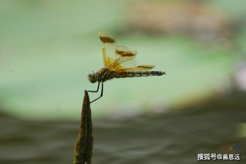 你能寫(xiě)出兩句關(guān)于蜻蜓的詩(shī)句嗎