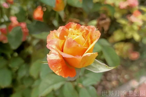 關(guān)于月季花的詩(shī)句古詩(shī)