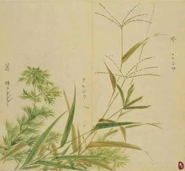 詩經(jīng)里關(guān)于黍詩句