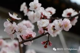 跟杏花有關(guān)的古詩(shī)句