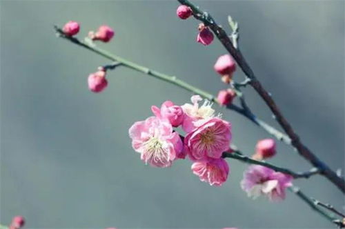 古詩中關(guān)于花的詩句