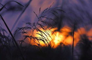 思鄉(xiāng),古詩(shī),詩(shī)句,秋天