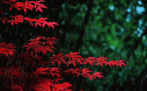 描寫秋雨的詩句古詩大全,中秋節(jié)的詩句古詩大全,有關(guān)花的詩句古詩大全