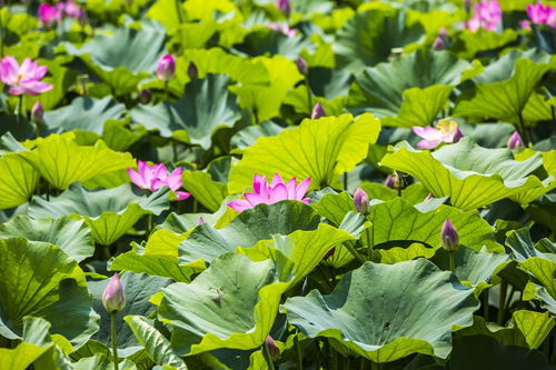 和關(guān)于荷花的詩(shī)句有哪些