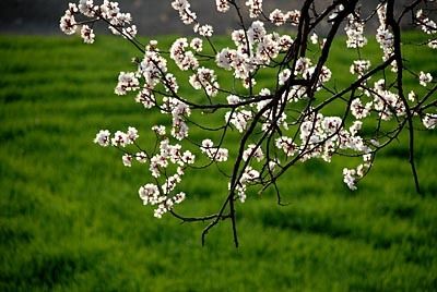 寫(xiě)春天杏花的詩(shī)句古詩(shī)