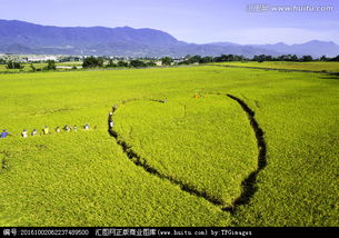 關(guān)于愛(ài)心稻田捐贈的詩(shī)句