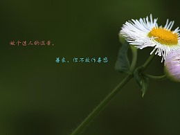 關(guān)于保護小花的詩句