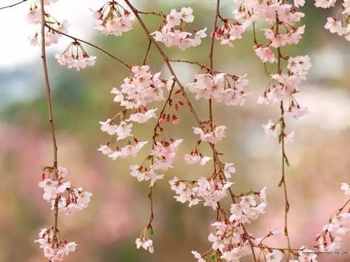 花草相關(guān)的古詩句