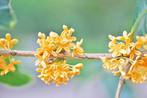 關(guān)于歌頌桂花的詩(shī)句