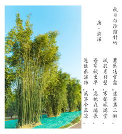 關(guān)于離開故鄉(xiāng)去新地方的詩句