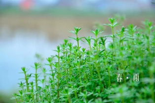 古詩春雨中雨好的詩句