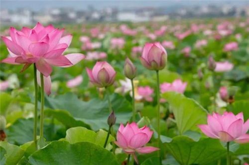 描寫(xiě)蓮花的詩(shī)句古詩(shī),關(guān)于蓮花的詩(shī)句古詩(shī)唯美,贊美蓮花的詩(shī)句古詩(shī)
